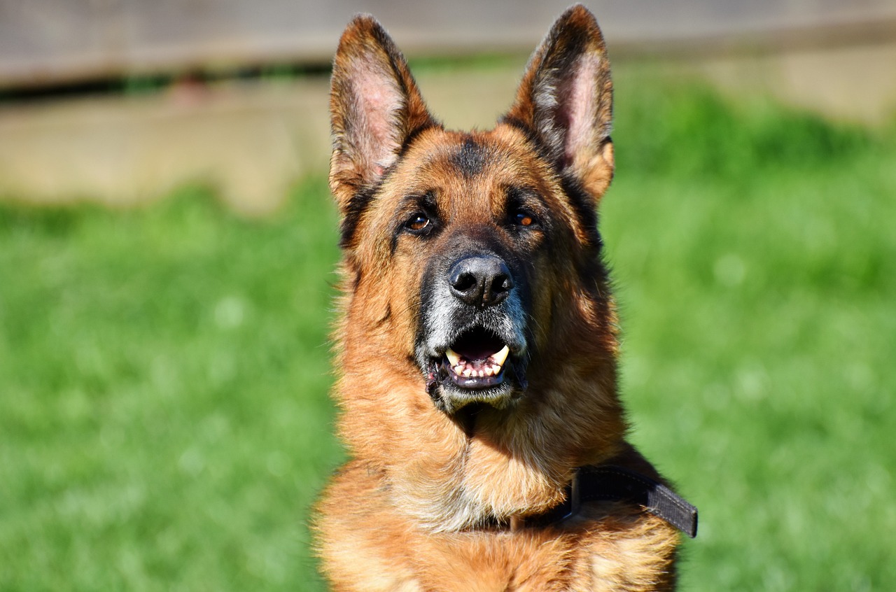 Chien de garde: découvrez les races de chiens les plus adaptées à la protection