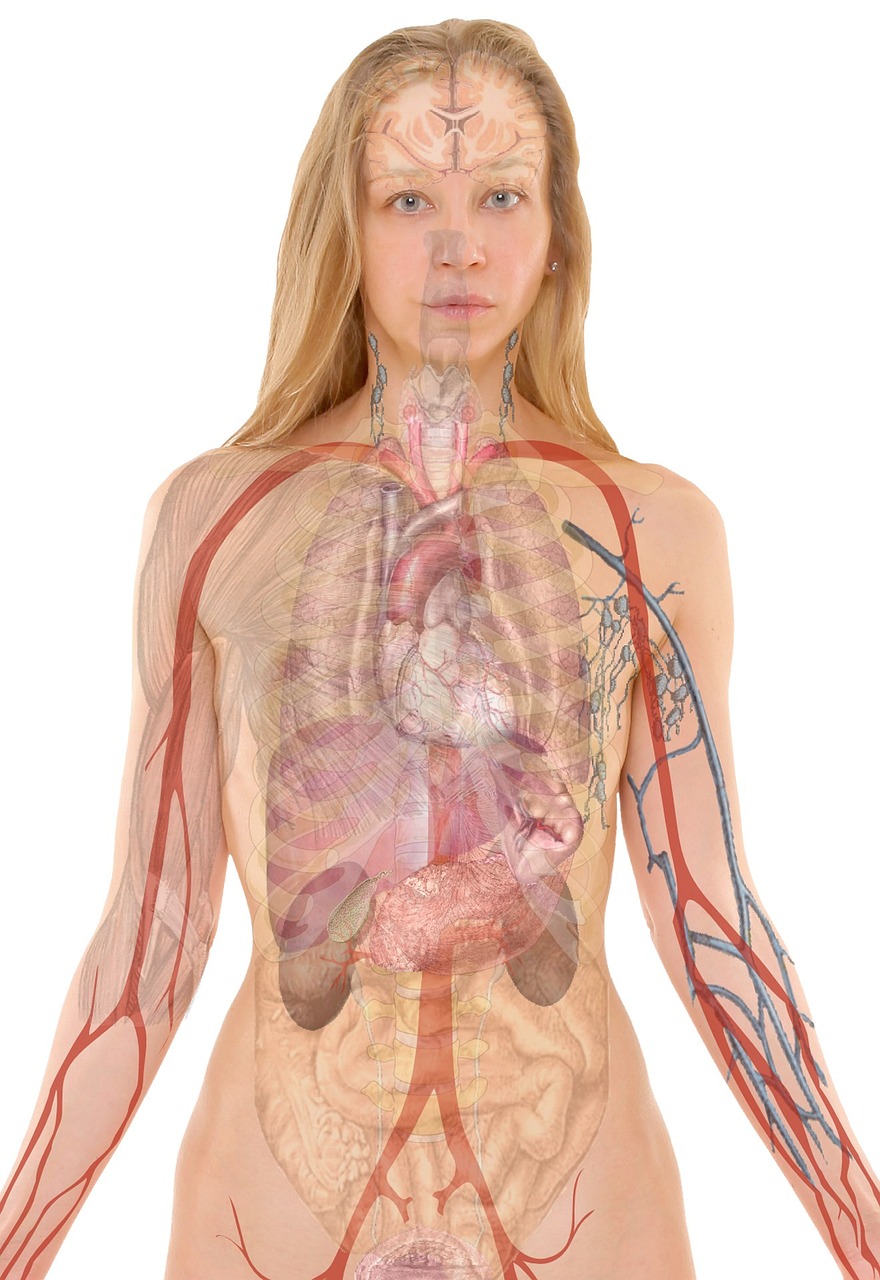 Symptômes de décollement du poumon : Causes, diagnostic et traitements